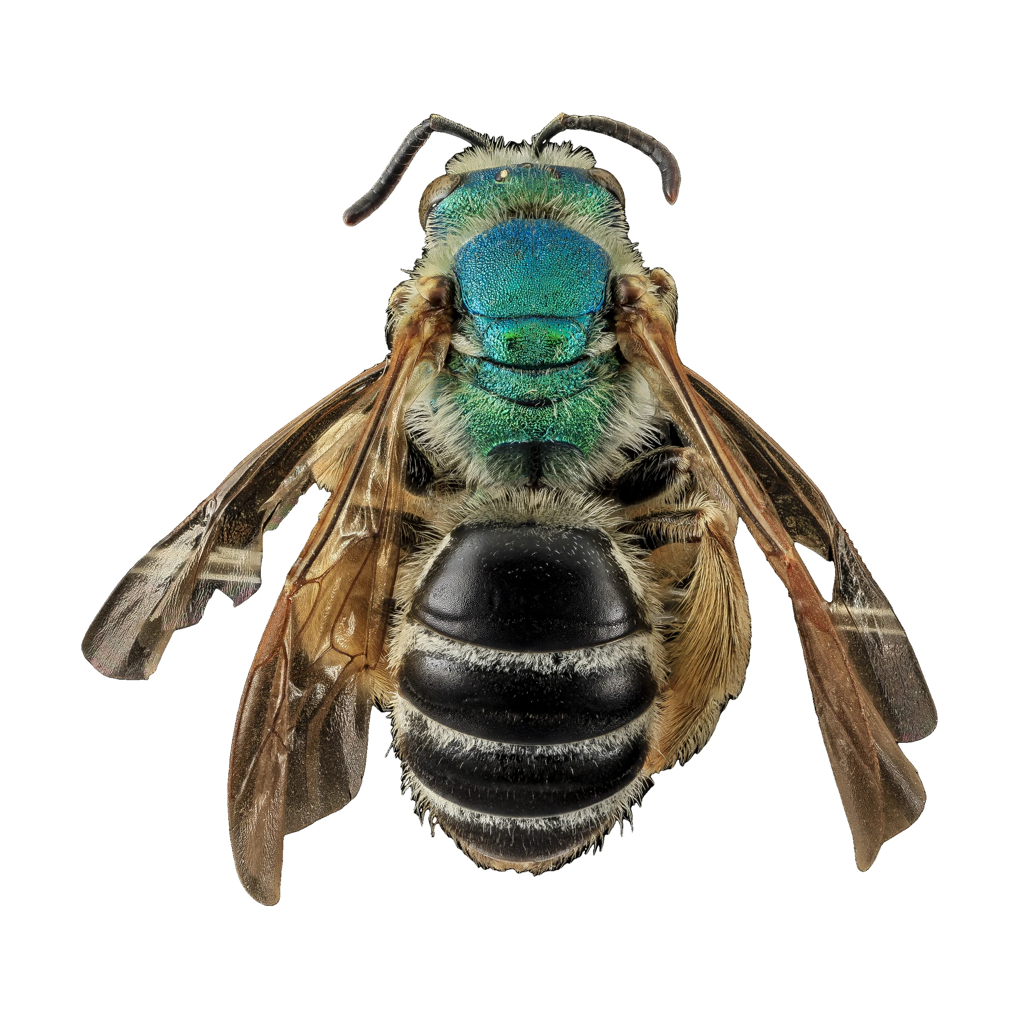 Metallic Green Bee (Agapostemon sp.) female, dorsal view of a pinned specimen with metallic green head and thorax on a white background