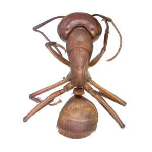 Top-down view of a dried, pinned Chestnut Carpenter Ant (Camponotus castaneus) on a white background, showing its reddish brown head, thorax and abdomen with long legs and antennae.
