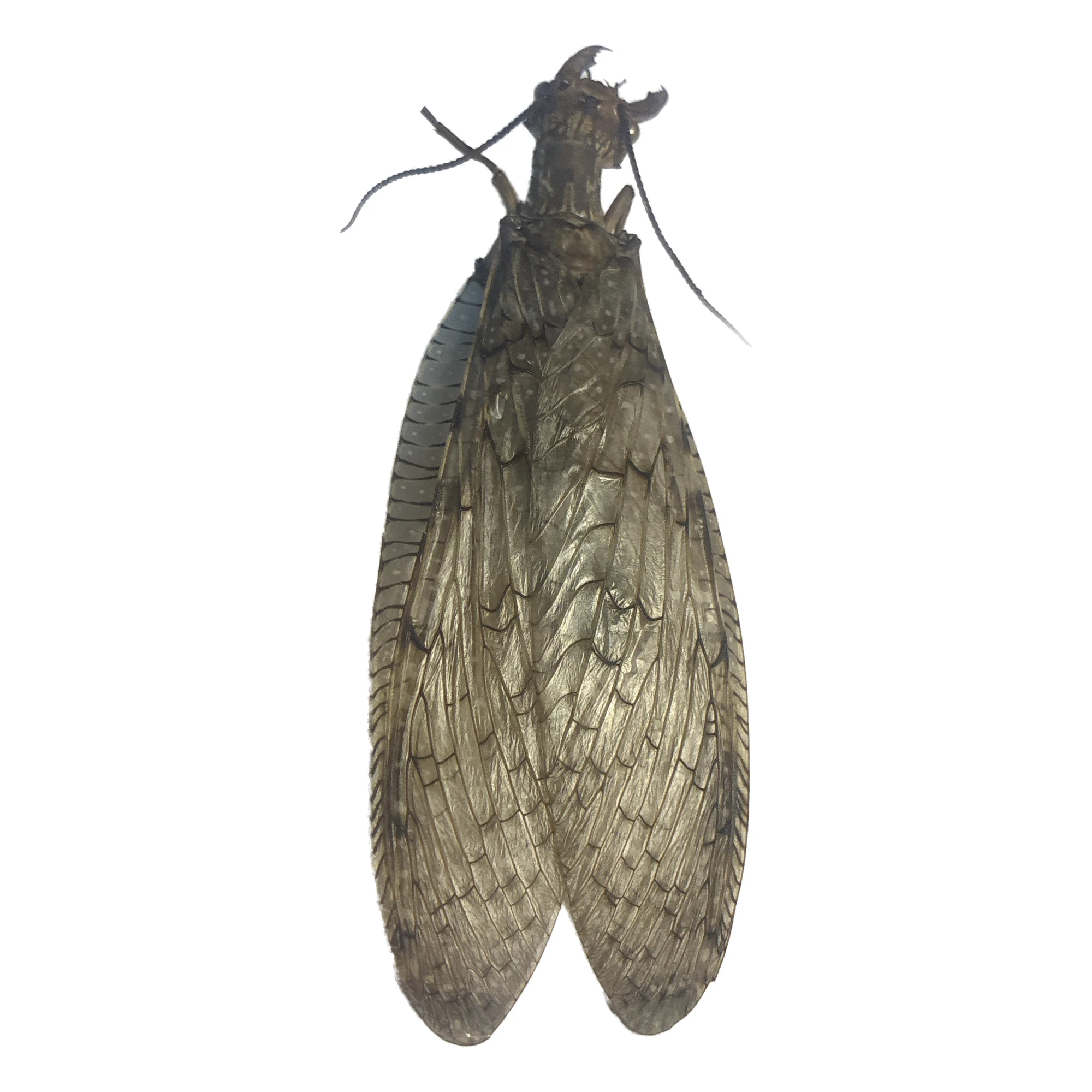 Eastern Dobsonfly (Corydalus cornutus) female dried specimen, top view, on a white background