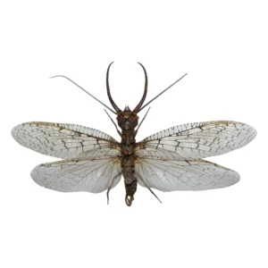 Eastern Dobsonfly (Corydalus cornutus) male specimen with wings spread, top view, on a white background
