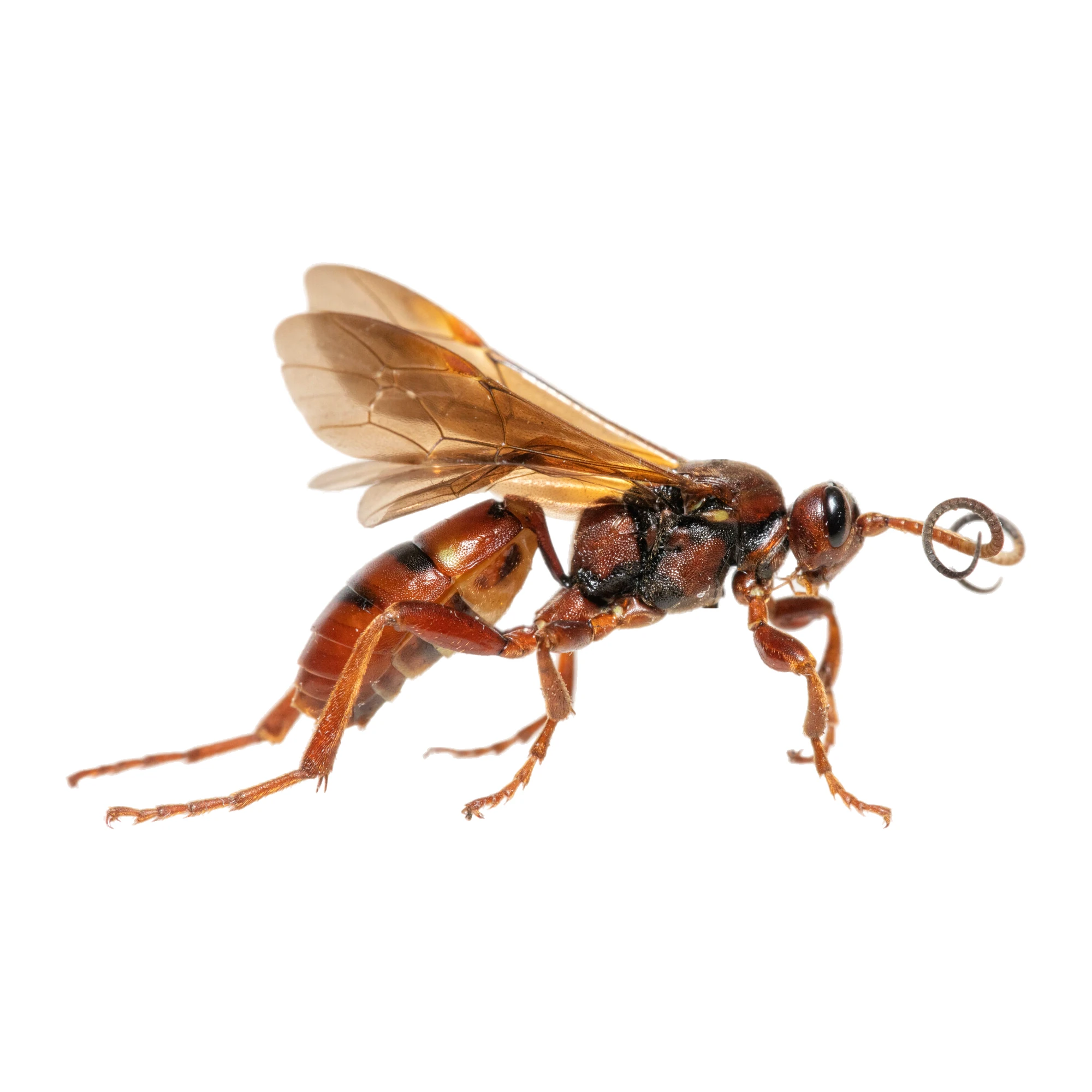 Ichneumon Wasp (Eutanyacra sp.) dried specimen, side view, on a white background