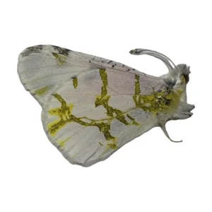 Olympia Marble (Euchloe olympia)