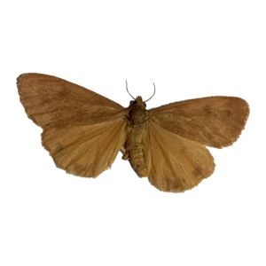 Orange Virbia, Virbia sp.