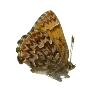 Pine Elfin (Callophrys sp.)