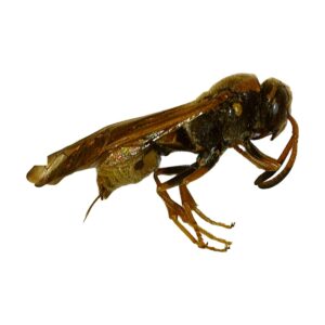 Ringed Mason Wasp (Euodynerus annulatus)