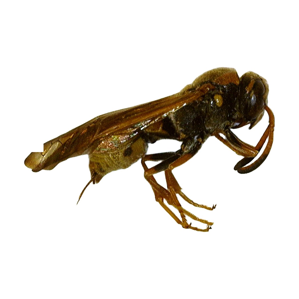 Ringed Mason Wasp (Euodynerus annulatus)