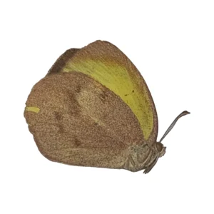 Sleepy Orange (Abaeis nicippe)