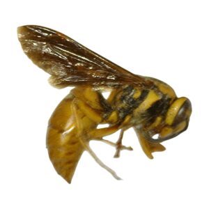 Southern Yellowjacket (Vespula squamosa)