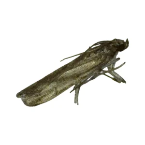 Twirler Moth (Gelechiidae)