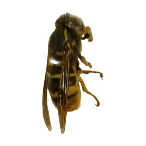 Western Yellowjacket (Vespula pensylvanica)