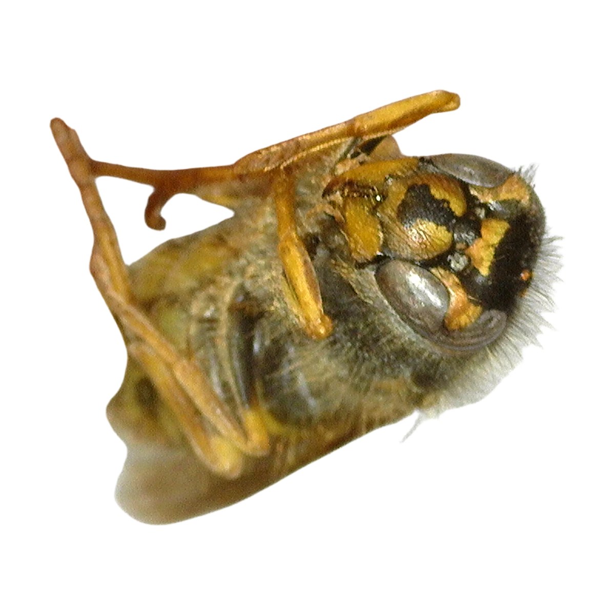 Western Yellowjacket (Vespula pensylvanica) face