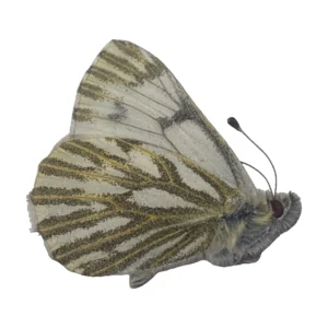 Western White (Pontia occidentalis)