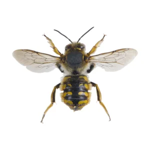 Wool Carder Bee (Anthidium sp.) dorsal view of a black and yellow banded specimen with spread wings on a white background