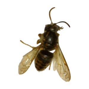 Yellowjacket (Vespula sp.)